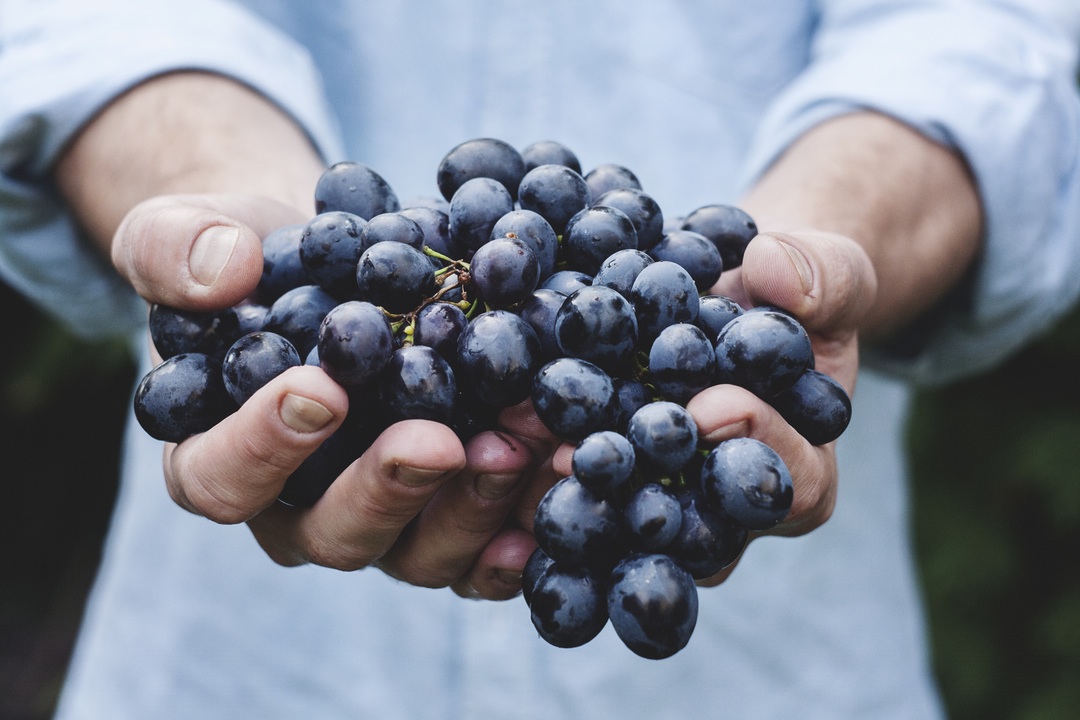 Être vigneron indépendant, cela signifie que nos vins sont produits exclusivement à partir des raisins de nos vignes, vinifiés et élevés au Domaine par nos soins.