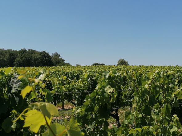 Activités dans le vignoble AOC Haut Poitou